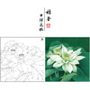 【大彩图】李晓明工笔画白描底稿斗方小品《凝碧》荷花临摹勾线花鸟线稿K091 商品缩略图0