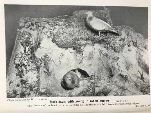 1910年 英国乡下常见鸟类手册 12幅彩色118幅黑白插图 漆布精装36开 商品图12