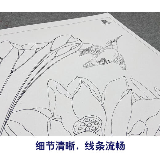 【大彩图】李晓明工笔画白描底稿《菡萏新花》荷花临摹勾线花鸟线稿K087 商品图4
