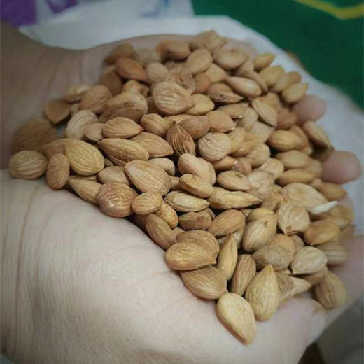 野生甜杏仁（生） 农户自家的东西，简单包装，无生产日期，介意者勿拍 商品图0