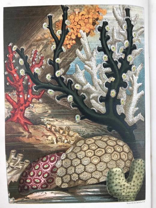 约19世纪后期 万物科学（卷3） 约百幅插图 漆布精装16开 商品图2