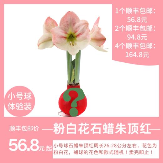 小球 粉白花 顺丰包邮 昆山发货 商品图0