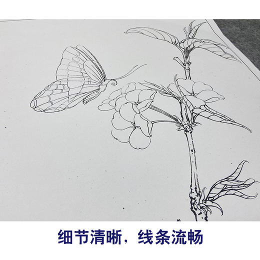 【大彩图】李晓明工笔画白描底稿《梨花蛱蝶图》蝴蝶临摹勾线花鸟线稿K106 商品图4