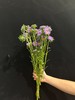 小翠菊鲜花一扎 商品缩略图4