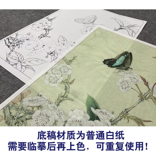【大彩图】李晓明工笔画白描底稿《梨花蛱蝶图》蝴蝶临摹勾线花鸟线稿K106 商品图3