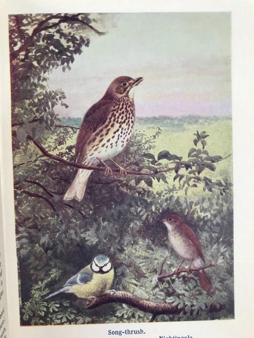 1910年 英国乡下常见鸟类手册 12幅彩色118幅黑白插图 漆布精装36开 商品图4