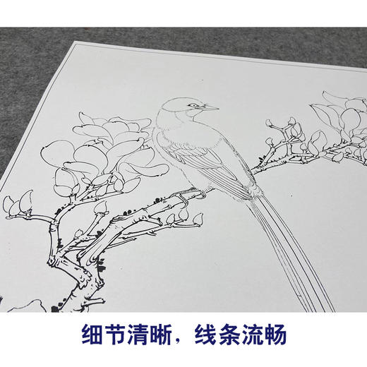【大彩图】李晓明工笔画白描底稿《玉兰灰喜鹊》临摹勾线花鸟线稿K113 商品图4
