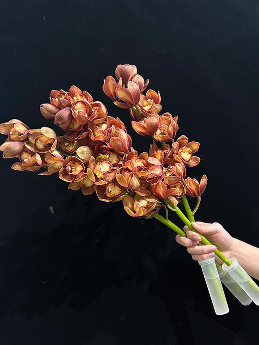 复古大花蕙兰鲜切花鲜花 商品图3