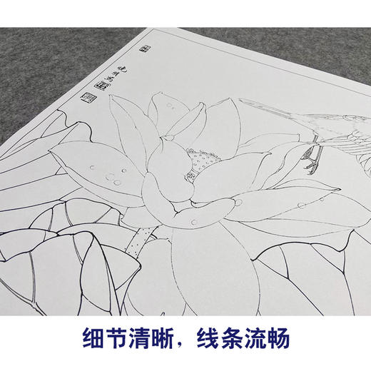 【大彩图】李晓明工笔画白描底稿斗方小品《紫荷白鹡鸰》荷花临摹勾线花鸟线稿K094 商品图4