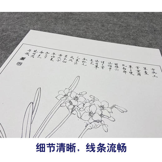 【大彩图】李晓明工笔画白描底稿小品《水仙花》临摹勾线花鸟线稿K108 商品图4
