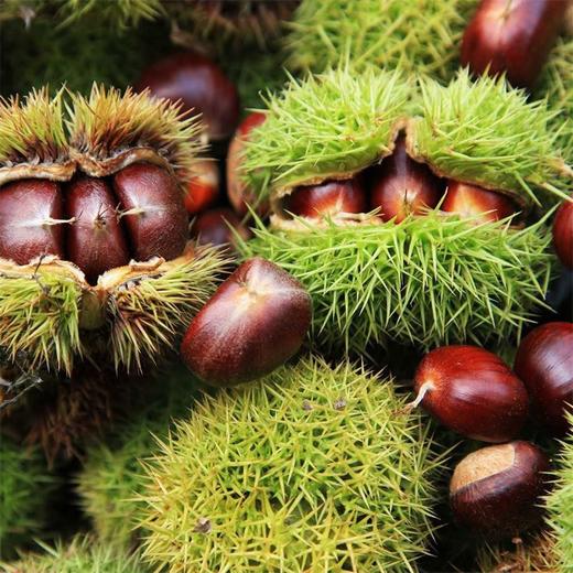 【人工采摘新鲜饱满！山东沂蒙山板栗】煮、炒、榨或炖，口感百般滋味新。 板栗果实饱满，外皮生毛，内核饱满肥美。新鲜应季生毛栗子非云南板栗—DD健康 商品图0