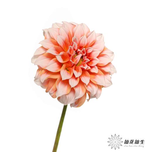 配花 | 大丽花奶油桃子【两扎起可单独打包，品种可混搭】 商品图6