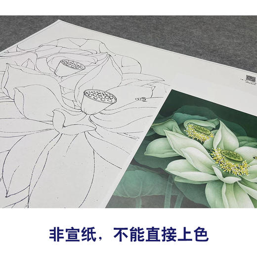 【大彩图】李晓明工笔画白描底稿斗方小品《凝碧》荷花临摹勾线花鸟线稿K091 商品图2