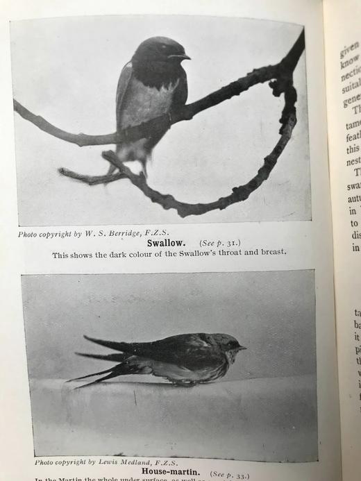 1910年 英国乡下常见鸟类手册 12幅彩色118幅黑白插图 漆布精装36开 商品图13