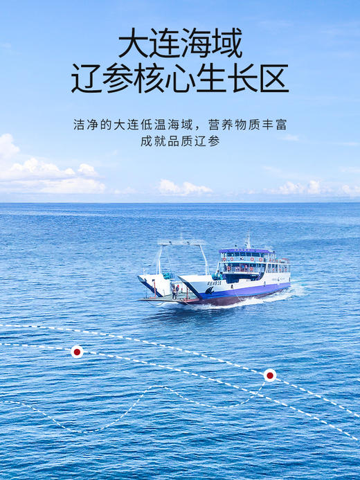 【正宗同仁堂品牌】北京同仁堂 造养青年  干海参100g 大连淡干海参辽参干货海鲜SY 商品图2