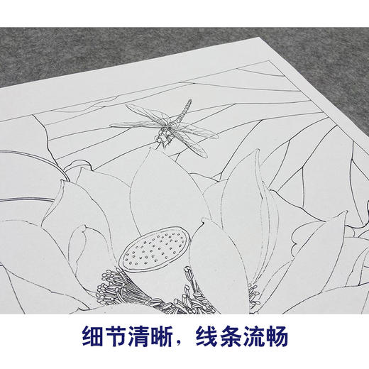 【大彩图】李晓明工笔画白描底稿小品《荷花蜻蜓》临摹勾线花鸟线稿K085 商品图4