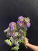 小翠菊鲜花一扎 商品缩略图3
