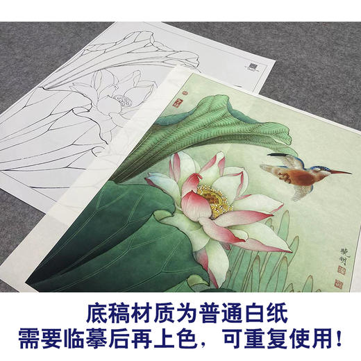 【大彩图】李晓明工笔画白描底稿《菡萏新花》荷花临摹勾线花鸟线稿K087 商品图3