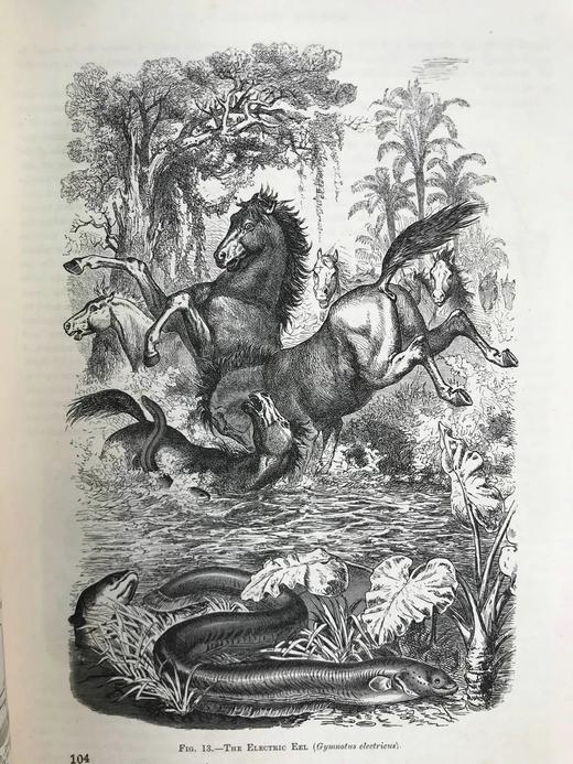 约19世纪后期 万物科学（卷3） 约百幅插图 漆布精装16开 商品图12