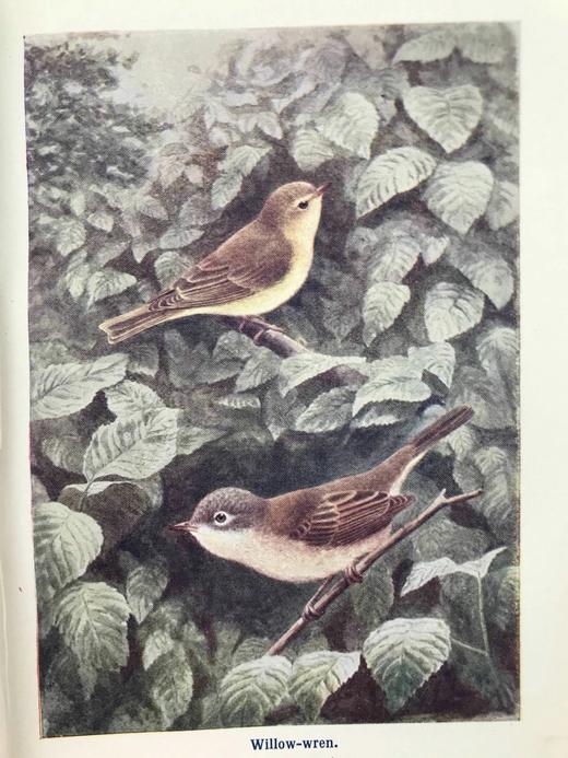 1910年 英国乡下常见鸟类手册 12幅彩色118幅黑白插图 漆布精装36开 商品图7