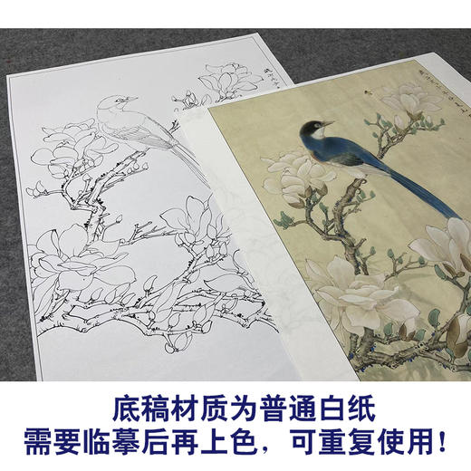 【大彩图】李晓明工笔画白描底稿《玉兰灰喜鹊》临摹勾线花鸟线稿K113 商品图3
