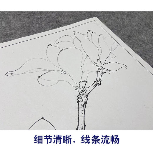 【大彩图】李晓明工笔画白描底稿小品《白玉兰》玉兰花临摹勾线花鸟线稿K101 商品图4
