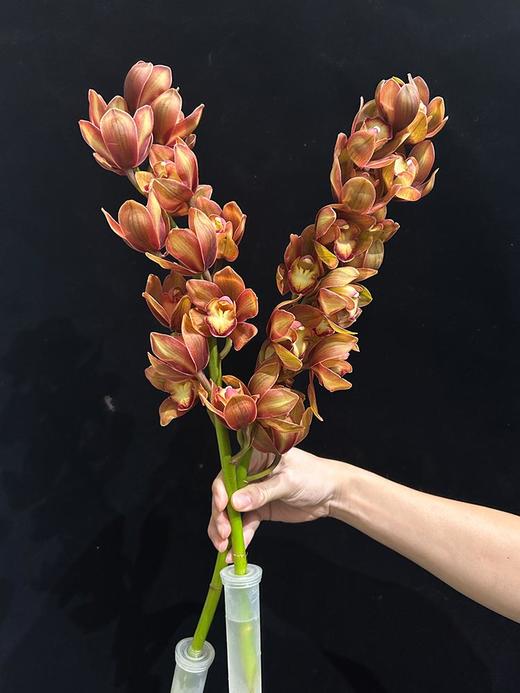 复古大花蕙兰鲜切花鲜花 商品图2