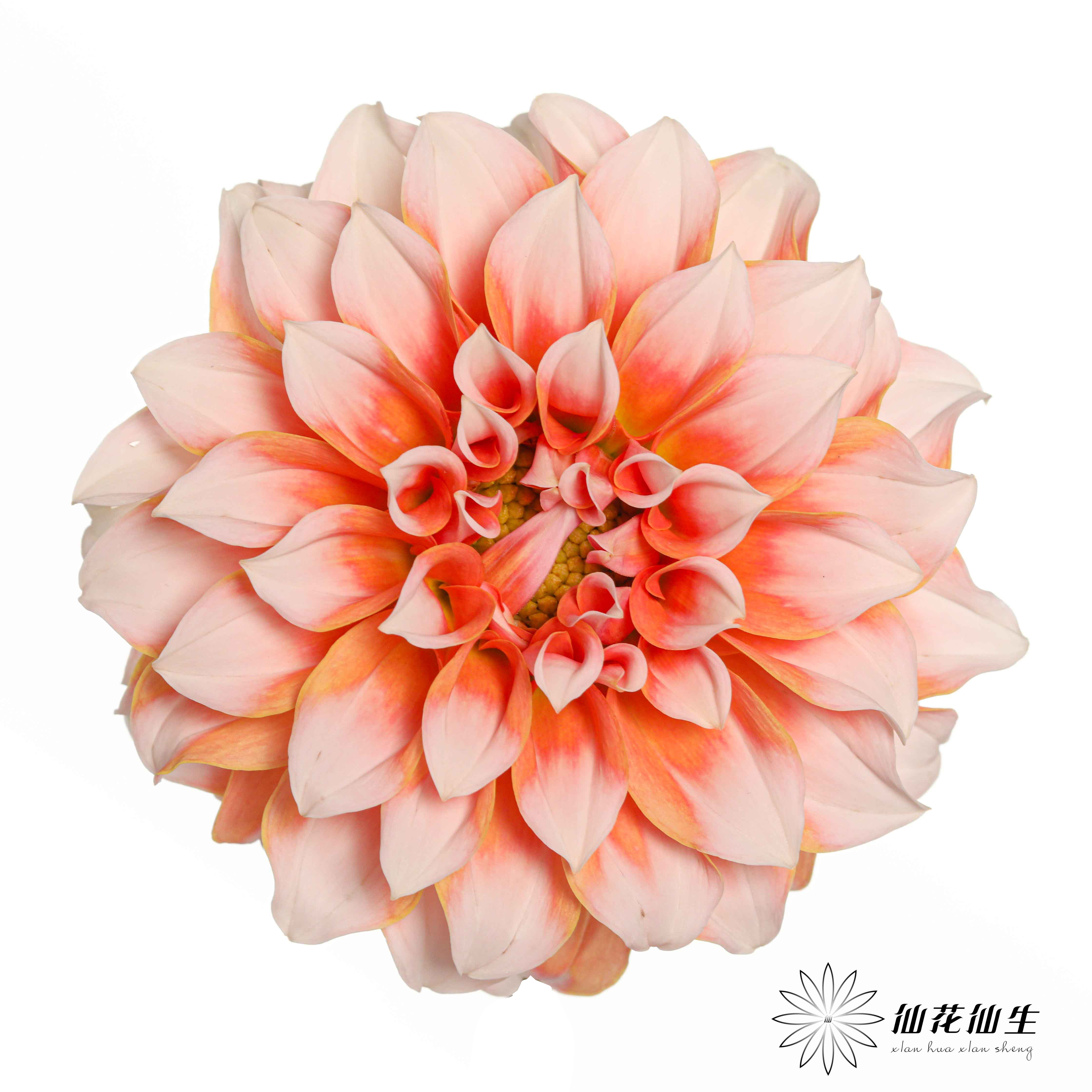 配花 | 大丽花奶油桃子【两扎起可单独打包，品种可混搭】