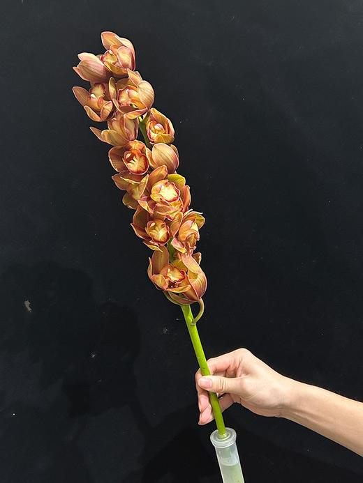 复古大花蕙兰鲜切花鲜花 商品图4