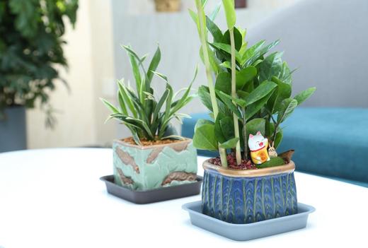 【春及体能课程】身体成分测试｜心肺功能训练｜平衡稳定性训练｜核心力量训练｜柔韧性训练｜下肢力量强化训练  1.5小时/次课  适用于5-14岁孩子使用    如风生活特惠 商品图6