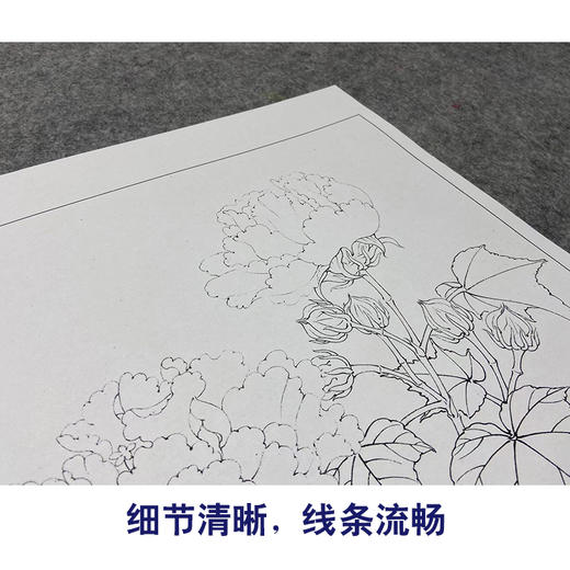 【大彩图】李晓明工笔画白描底稿斗方小品《红芙蓉花》临摹勾线花鸟线稿K111 商品图4