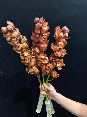 复古大花蕙兰鲜切花鲜花