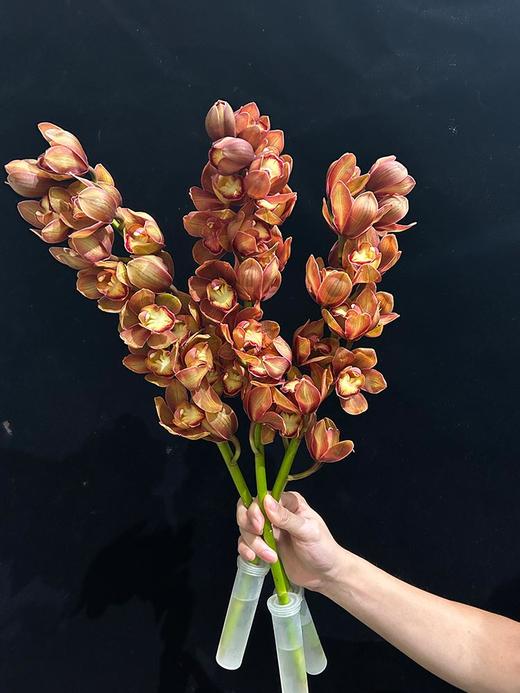 复古大花蕙兰鲜切花鲜花 商品图0