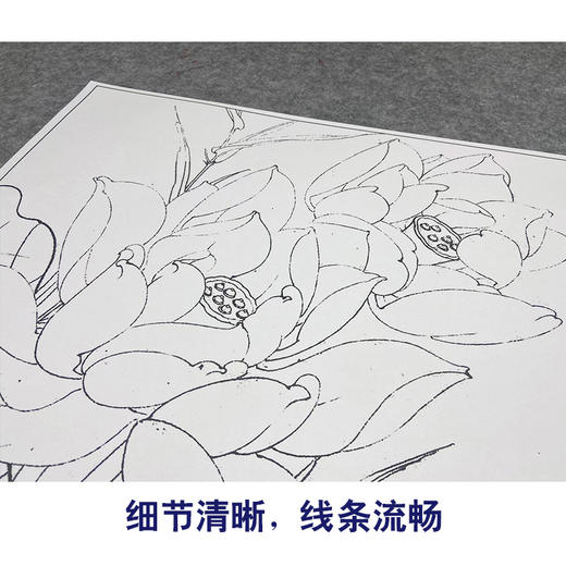 【大彩图】李晓明工笔画白描底稿斗方小品《圣洁之花》白荷临摹勾线花花鸟线稿K093 商品图4