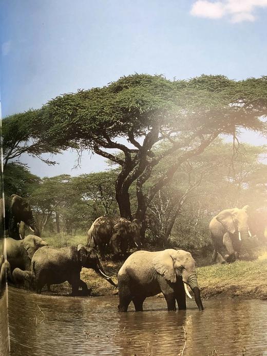 非洲大象图集 128页彩色插图 精装8开 商品图13