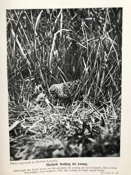 1910年 英国乡下常见鸟类手册 12幅彩色118幅黑白插图 漆布精装36开 商品图10