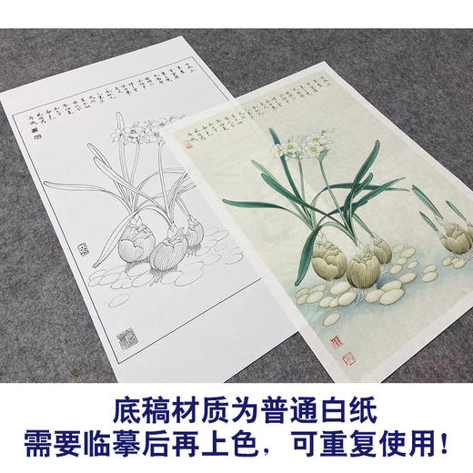 【大彩图】李晓明工笔画白描底稿小品《水仙花》临摹勾线花鸟线稿K108 商品图3