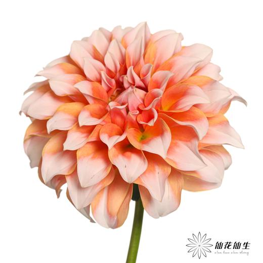 配花 | 大丽花奶油桃子【两扎起可单独打包，品种可混搭】 商品图7