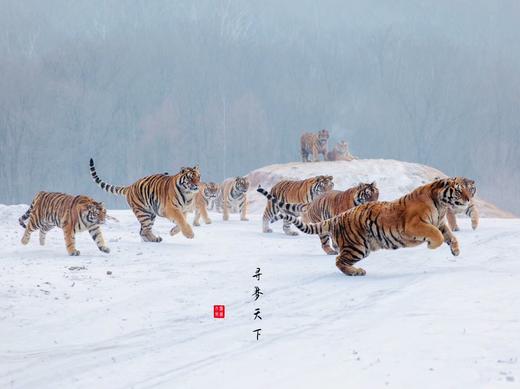 雪韵东北——查干湖冬捕、雾凇岛、老里克湖、长白山天池、魔界、雪乡、东北虎雪地捕食摄影团7——9天 商品图12