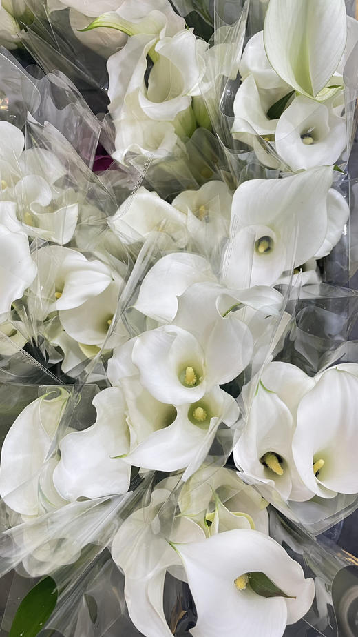 【马蹄莲】国产 （范图拉）白色 5枝/扎 商品图9