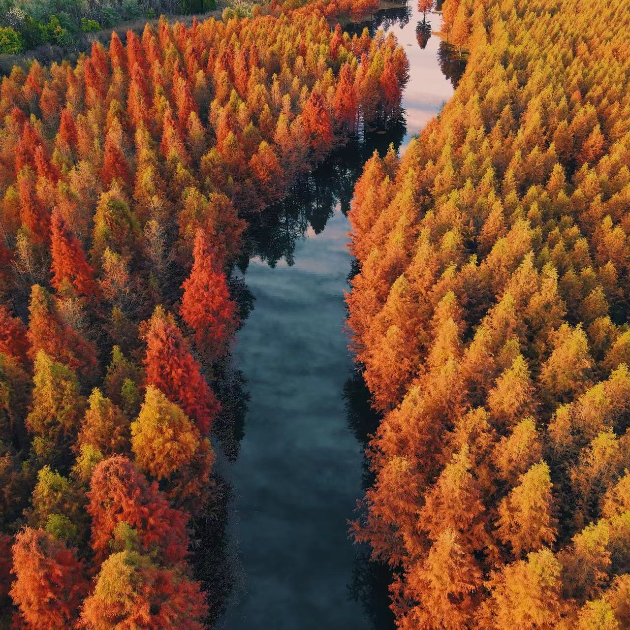 成人特惠 | 12.27周六马刺沟穿越甸尾村徒步，赏壮观红杉林，穿越昆明周边苔藓原始森林丰富景观！