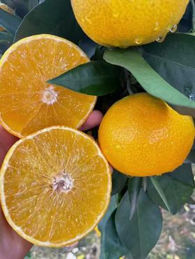  吸着吃超过瘾！“长在树枝上的橙汁”、皮薄肉嫩，抢鲜品尝~ 