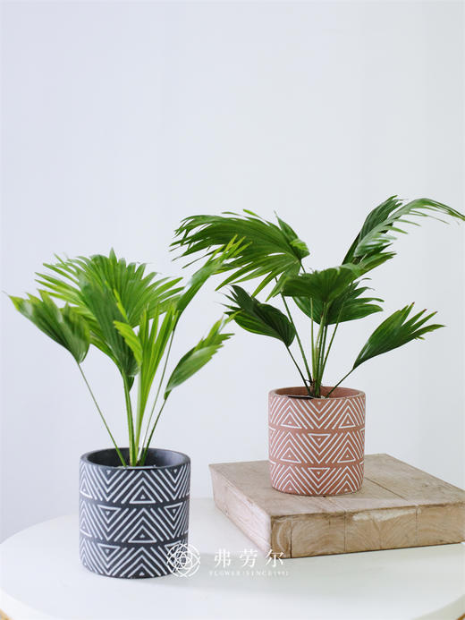 JT水泥盆-蒲葵 商品图0