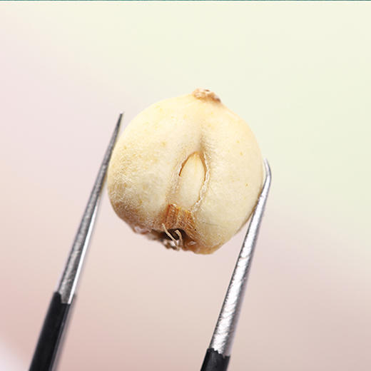 川贝母90g*1罐 商品图2