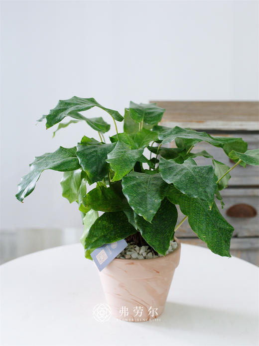 JT马赛克 商品图0