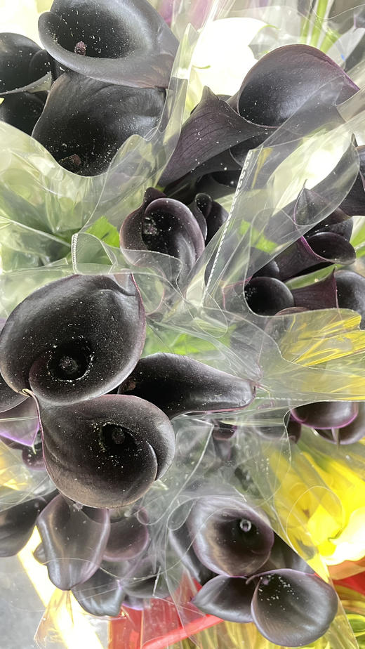 【马蹄莲】国产 （黑洞）黑紫色  5枝/扎 商品图8