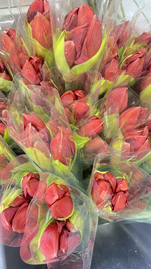 【切枝朱顶红】红狮  红色  2枝 商品图3