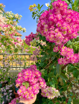 【养护分享2】要三角梅爆花，只需做好4点，一直开到春节！