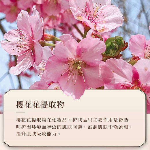 秋冬季必备【韩芬樱花香氛身体乳】 补水保湿润肤乳  温和身体护理护肤品 商品图2