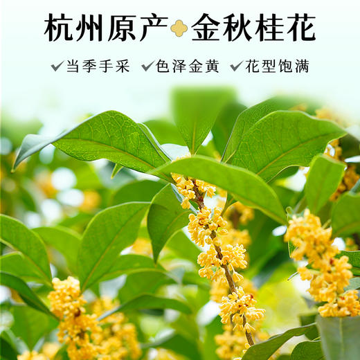 艺福堂精选桂花龙井茶60g/罐（氮气罐） 商品图5